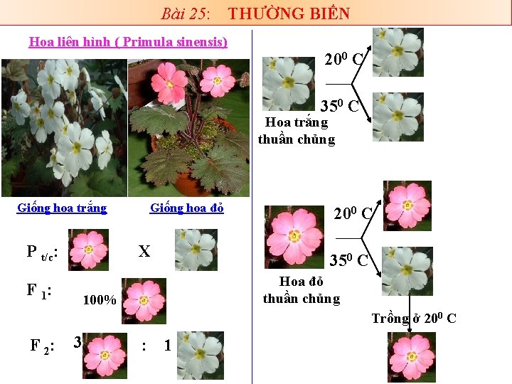 Bài 25: THƯỜNG BIẾN Hoa liên hình ( Primula sinensis) 200 C 350 C