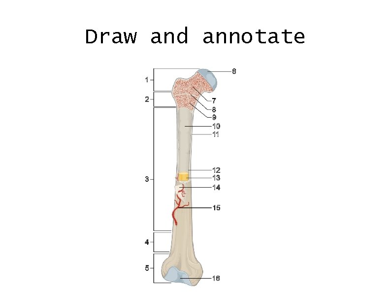 Draw and annotate 