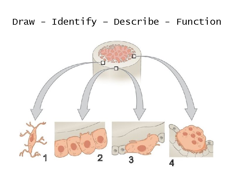 Draw - Identify – Describe - Function 
