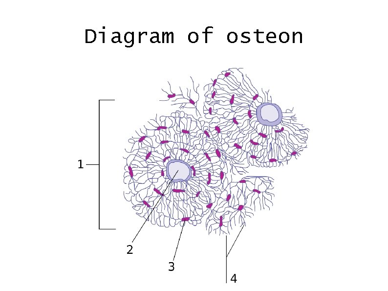 Diagram of osteon 