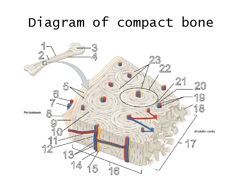 Diagram of compact bone 