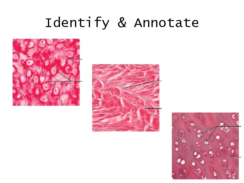 Identify & Annotate 