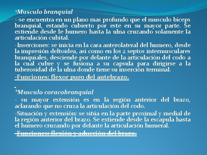 *Musculo branquial --se encuentra en un plano mas profundo que el musculo bíceps branquial,