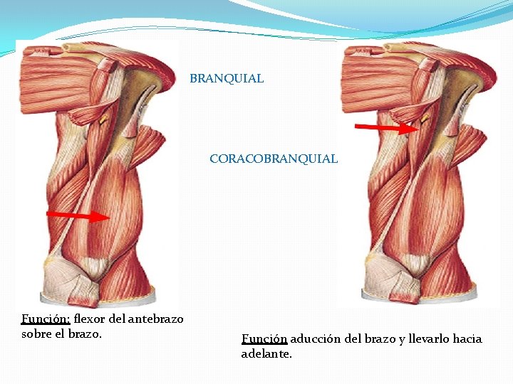 BRANQUIAL CORACOBRANQUIAL Función: flexor del antebrazo sobre el brazo. Función aducción del brazo y