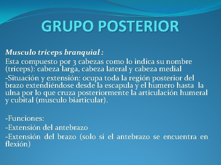 GRUPO POSTERIOR Musculo tríceps branquial : Esta compuesto por 3 cabezas como lo indica