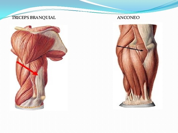 TRICEPS BRANQUIAL ANCONEO 