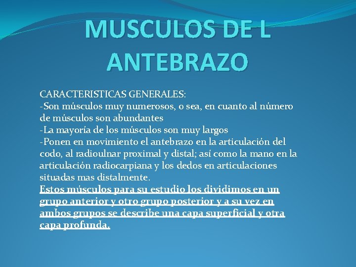 MUSCULOS DE L ANTEBRAZO CARACTERISTICAS GENERALES: -Son músculos muy numerosos, o sea, en cuanto