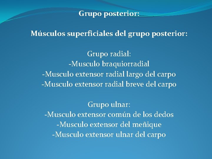 Grupo posterior: Músculos superficiales del grupo posterior: Grupo radial: -Musculo braquiorradial -Musculo extensor radial