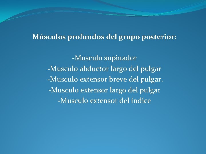 Músculos profundos del grupo posterior: -Musculo supinador -Musculo abductor largo del pulgar -Musculo extensor