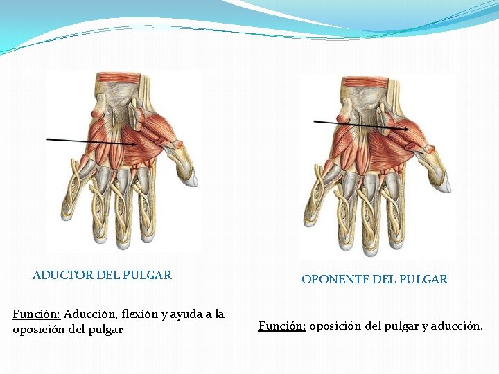 ADUCTOR DEL PULGAR Función: Aducción, flexión y ayuda a la oposición del pulgar OPONENTE