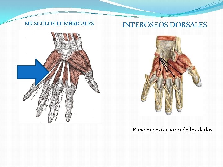 MUSCULOS LUMBRICALES INTEROSEOS DORSALES Función: extensores de los dedos. 