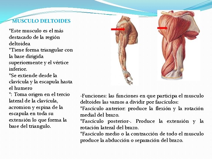 MUSCULO DELTOIDES *Este musculo es el más destacado de la región deltoidea *Tiene forma
