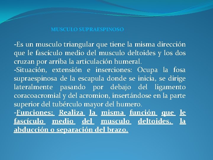 MUSCULO SUPRAESPINOSO -Es un musculo triangular que tiene la misma dirección que le fascículo