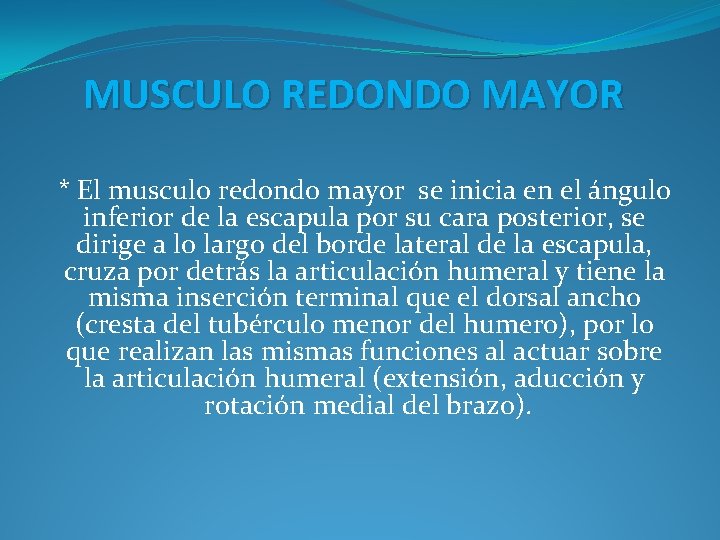 MUSCULO REDONDO MAYOR * El musculo redondo mayor se inicia en el ángulo inferior