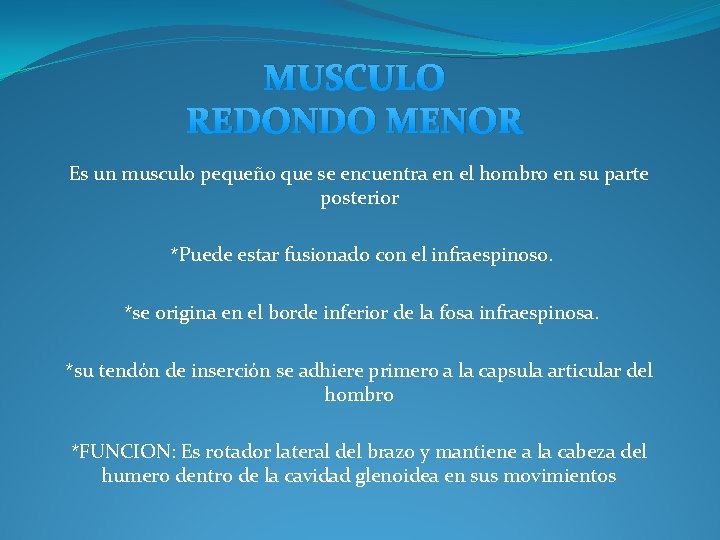 MUSCULO REDONDO MENOR Es un musculo pequeño que se encuentra en el hombro en