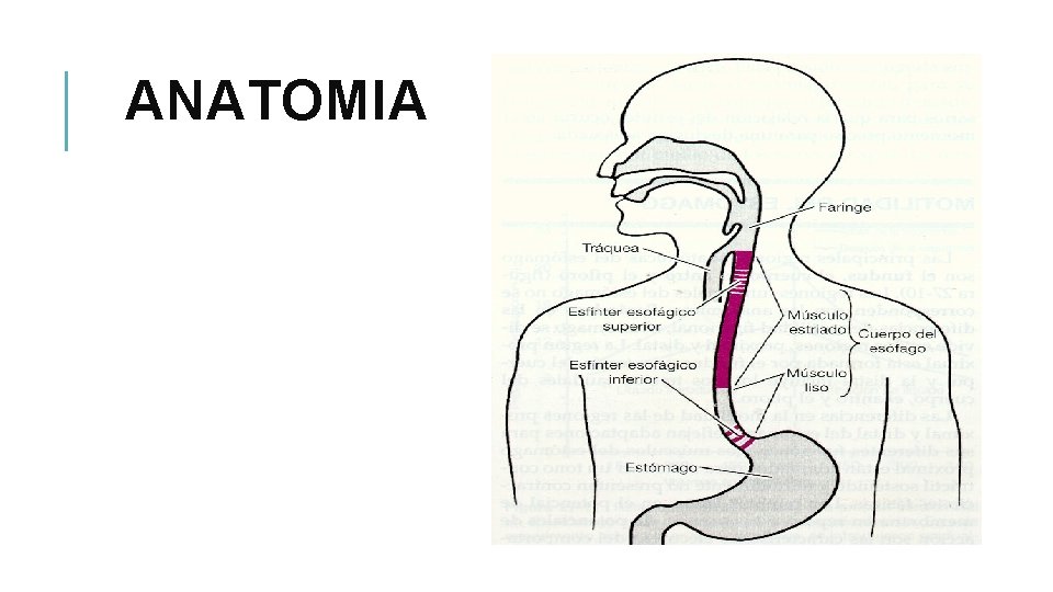 ANATOMIA 