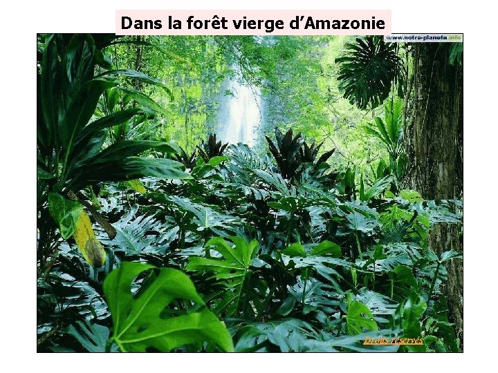 Dans la forêt vierge d’Amazonie Droits réservés 