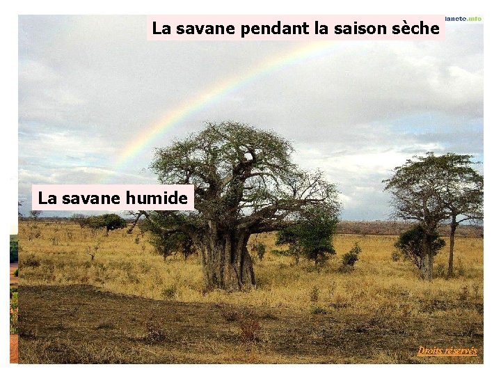 La savane pendant la saison sèche La savane humide Droits réservés 