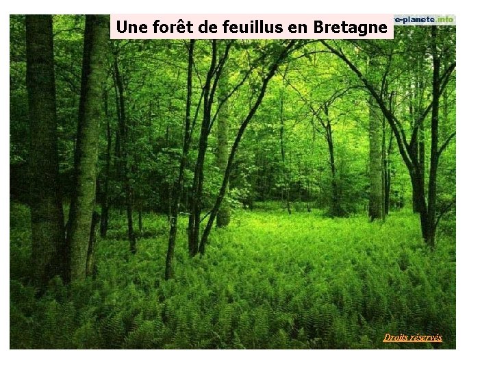 Une forêt de feuillus en Bretagne Droits réservés 