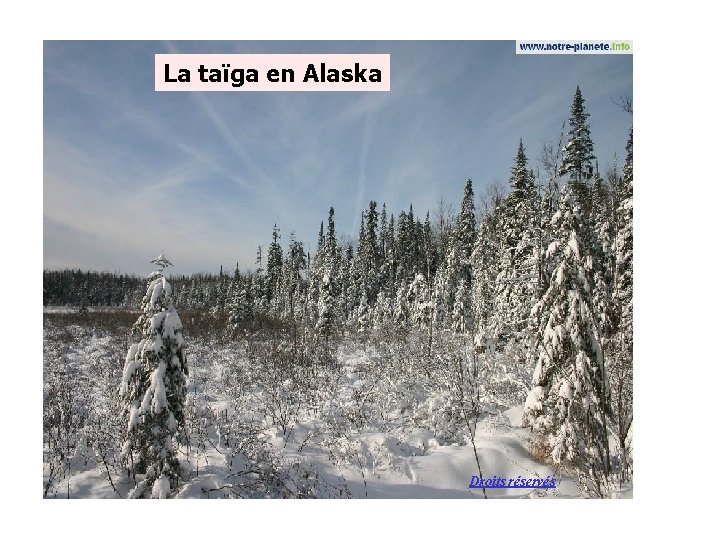 La taïga en Alaska Droits réservés 