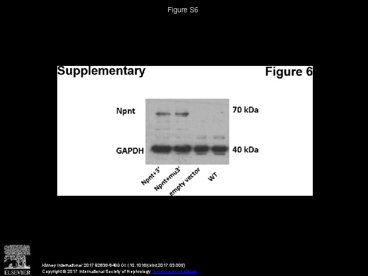 Figure S 6 Kidney International 2017 92836 -849 DOI: (10. 1016/j. kint. 2017. 03.