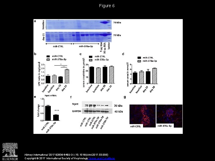 Figure 6 Kidney International 2017 92836 -849 DOI: (10. 1016/j. kint. 2017. 03. 005)