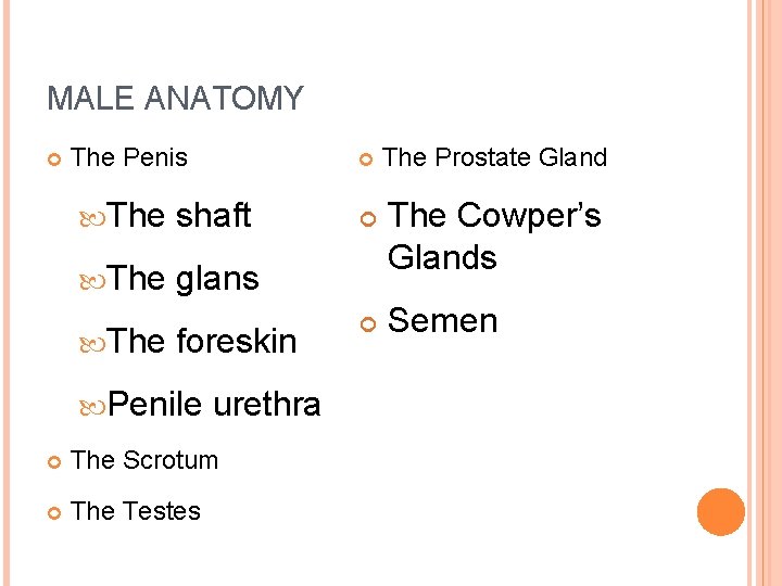 MALE ANATOMY The Penis The shaft The glans The foreskin Penile urethra The Scrotum