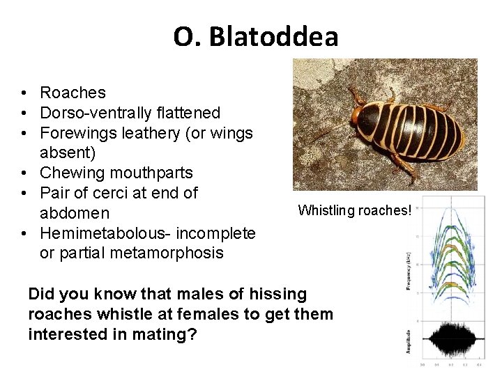 O. Blatoddea • Roaches • Dorso-ventrally flattened • Forewings leathery (or wings absent) •