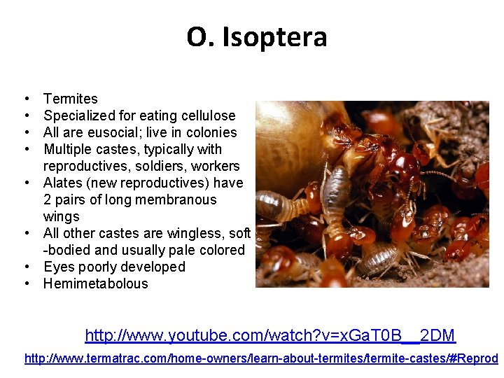 O. Isoptera • • Termites Specialized for eating cellulose All are eusocial; live in
