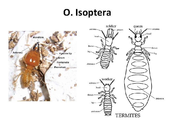 O. Isoptera 