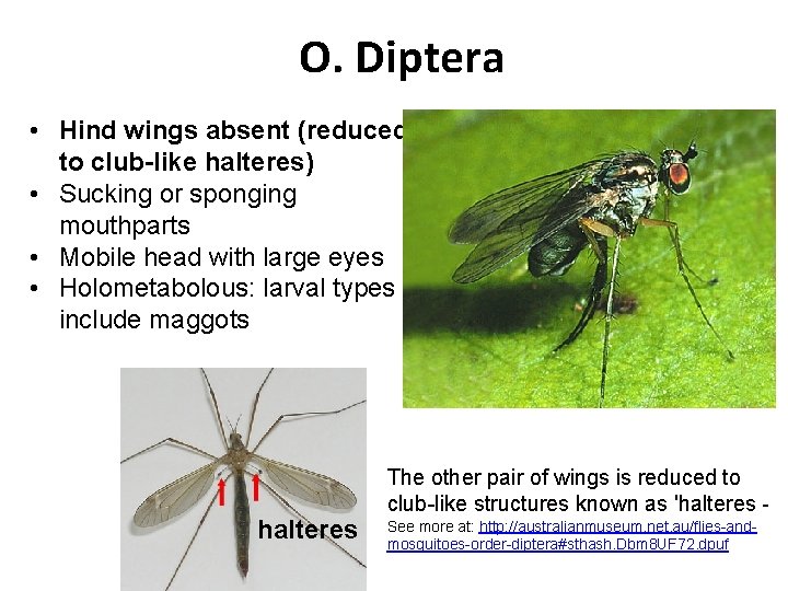 O. Diptera • Hind wings absent (reduced to club-like halteres) • Sucking or sponging
