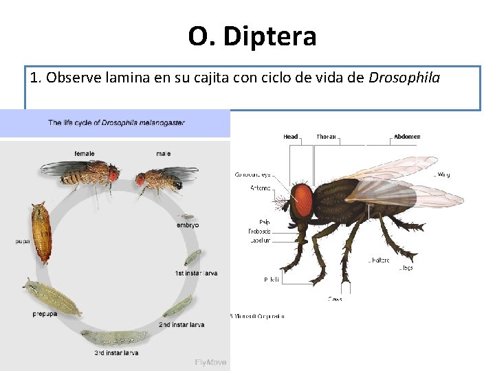 O. Diptera 1. Observe lamina en su cajita con ciclo de vida de Drosophila