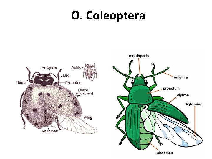 O. Coleoptera 