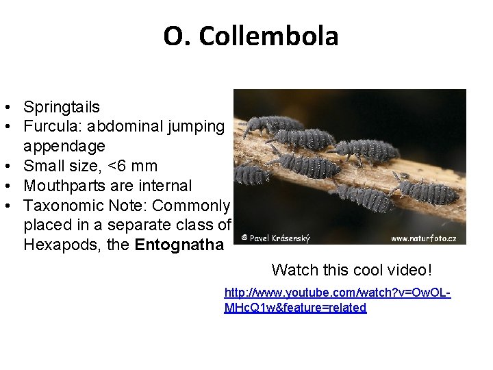 O. Collembola • Springtails • Furcula: abdominal jumping appendage • Small size, <6 mm