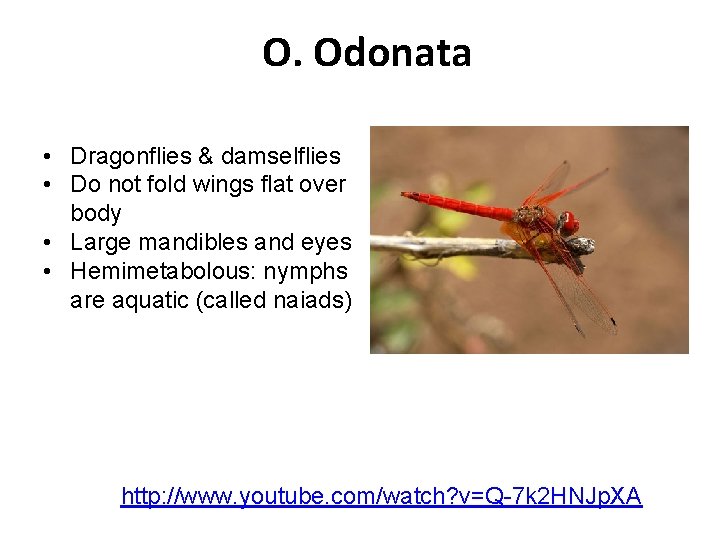 O. Odonata • Dragonflies & damselflies • Do not fold wings flat over body