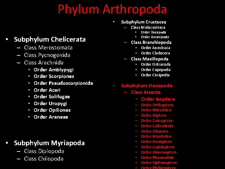 Phylum Arthropoda • Subphylum Crustacea – Class Malacostraca • • • Subphylum Chelicerata –