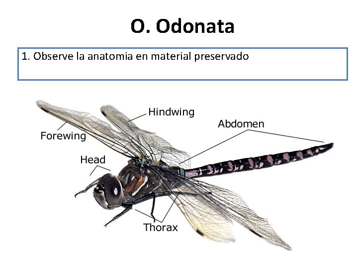 O. Odonata 1. Observe la anatomia en material preservado 