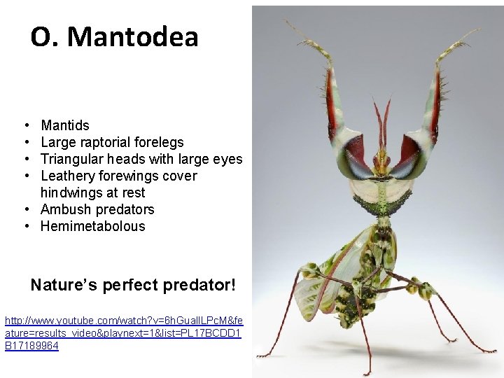 O. Mantodea • • Mantids Large raptorial forelegs Triangular heads with large eyes Leathery