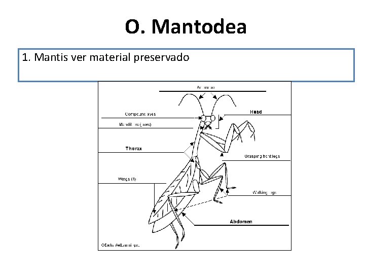 O. Mantodea 1. Mantis ver material preservado 