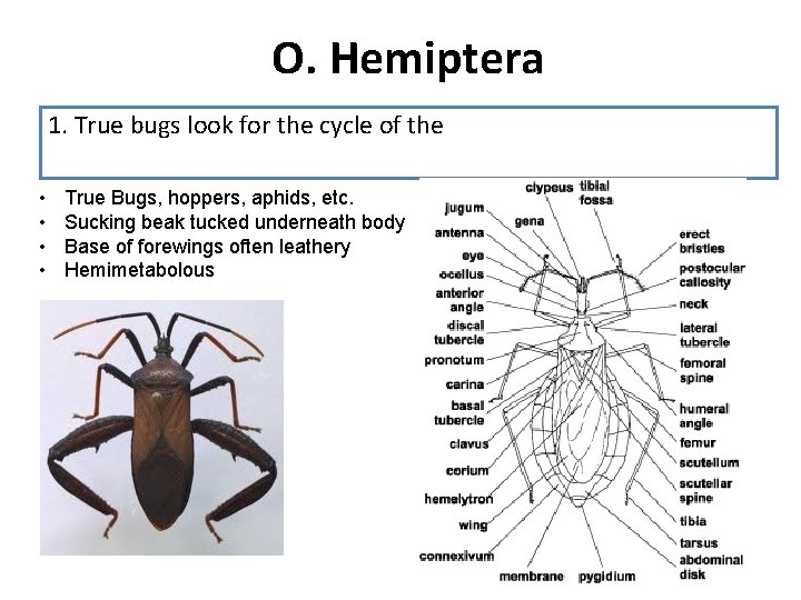 O. Hemiptera 1. True bugs look for the cycle of the • • True