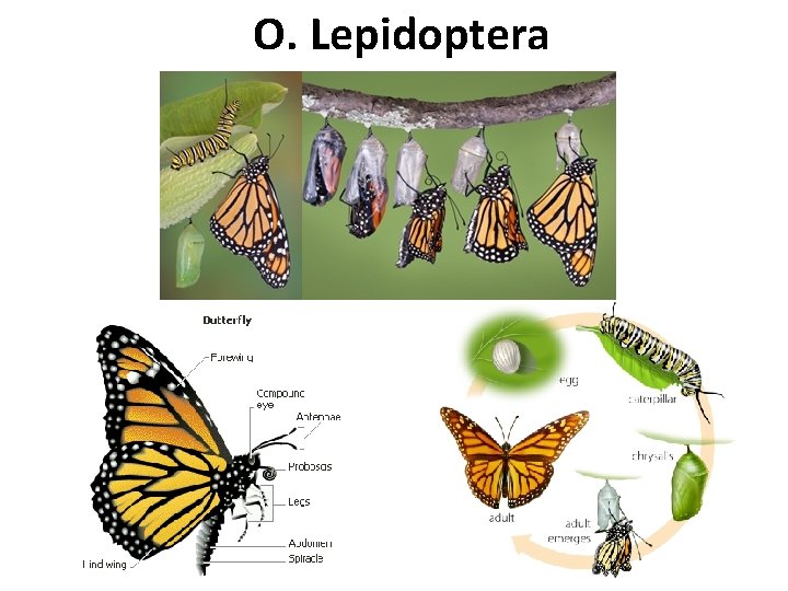 O. Lepidoptera 