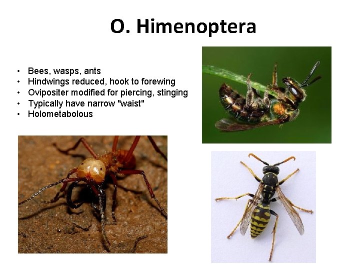 O. Himenoptera • • • Bees, wasps, ants Hindwings reduced, hook to forewing Ovipositer