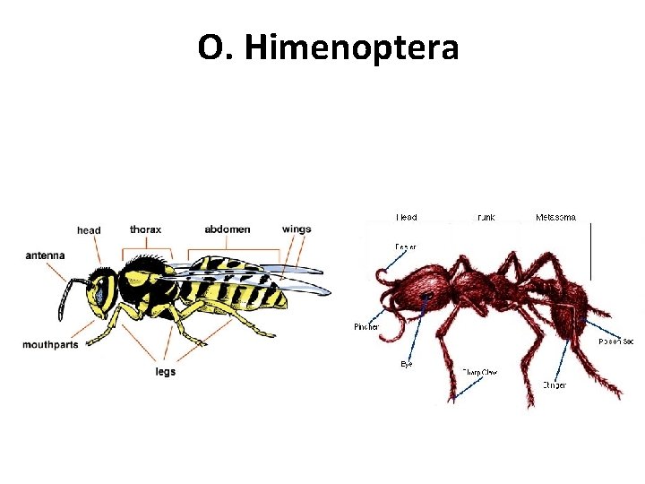 O. Himenoptera 