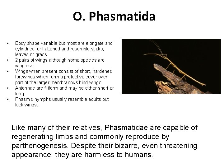 O. Phasmatida • • • Body shape variable but most are elongate and cylindrical