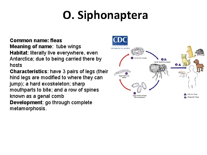 O. Siphonaptera Common name: fleas Meaning of name: tube wings Habitat: literally live everywhere,