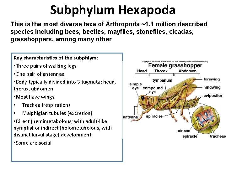 Subphylum Hexapoda This is the most diverse taxa of Arthropoda ~1. 1 million described