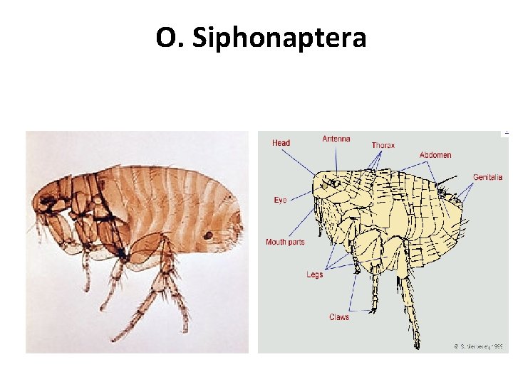 O. Siphonaptera 