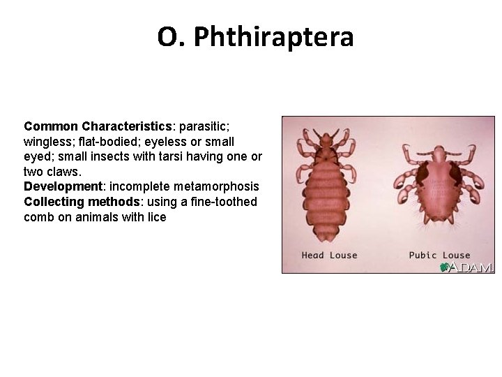 O. Phthiraptera Common Characteristics: parasitic; wingless; flat-bodied; eyeless or small eyed; small insects with
