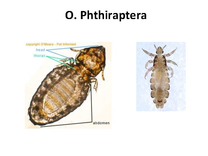 O. Phthiraptera 