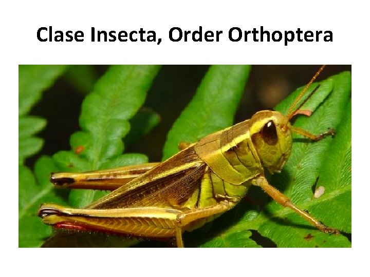 Clase Insecta, Order Orthoptera 